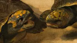 Detail from ‘Study of Two Brazilian Tortoises’, by Albert Eckhout. c. 1640. (The Mauritshuis, The Hague